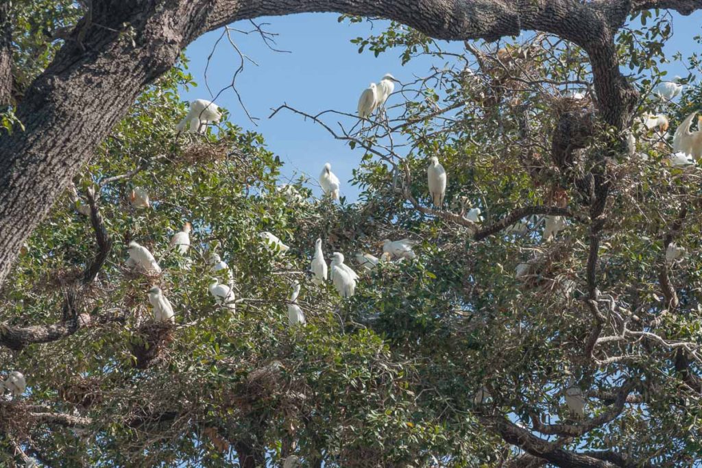 Cattle Egret Rookery near Joske Pavilion