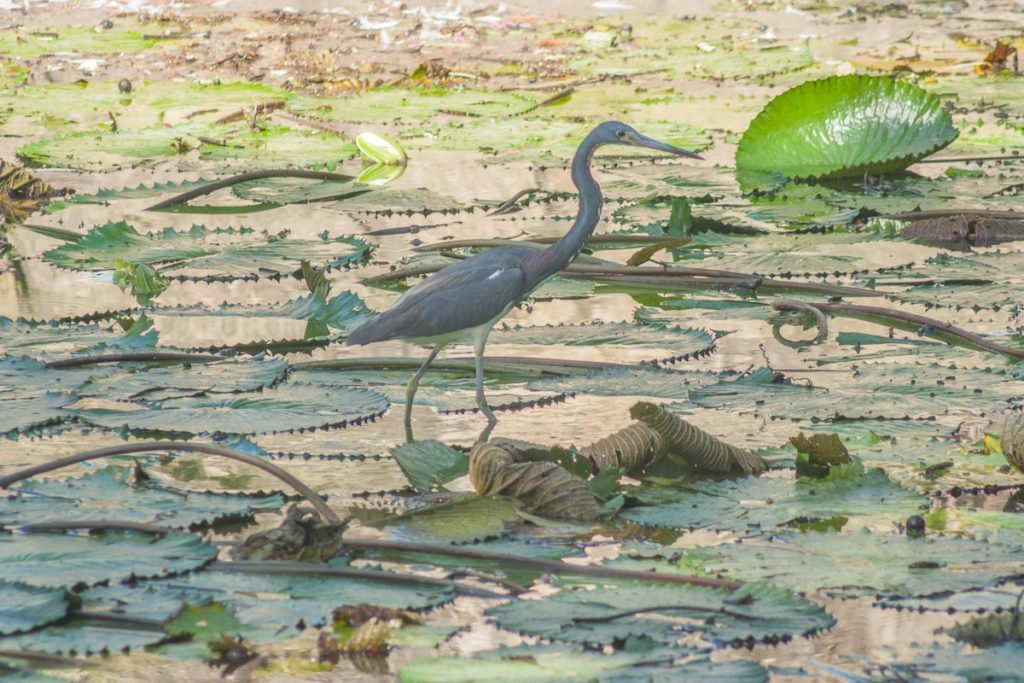 Tricolored Heron