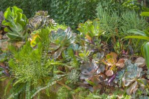 Succulent wall along the pathway into the garden