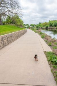 Even ducks enjoy the paved path along the Mission Reach.