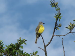 Couch's Kingbird