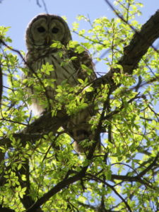 Barred Owl