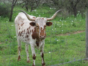 Longhorn at LHI