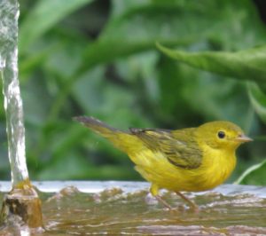 Yellow Warbler Female