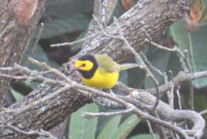 Hooded Warbler