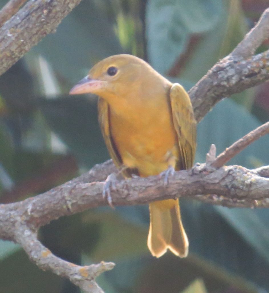 Summer Tanager