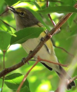 White-eyed Vireo