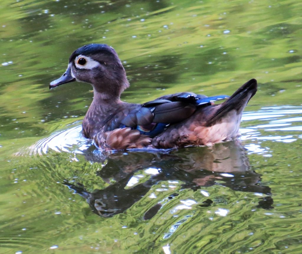 Female Wood Duck