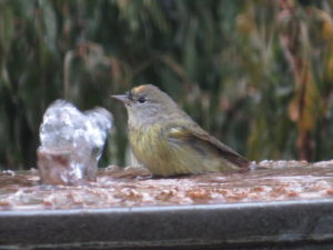 Orange-crowned Warbler