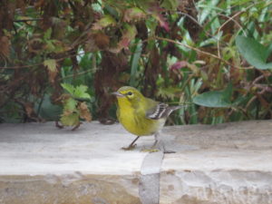 Pine Warbler