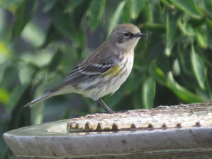 Yellow-rumped Warbler