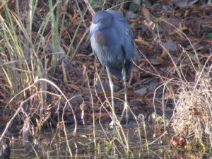 Lilttle Blue Heron
