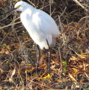 Snowy Egret