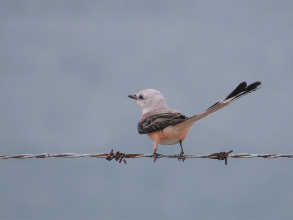 Scissor-tailed Flycatcher