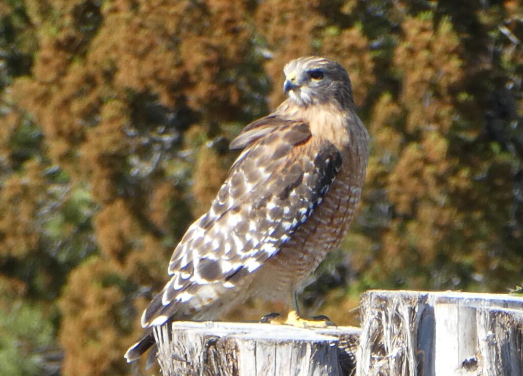 Red-shouldered Hawk by Patsy Kuentz