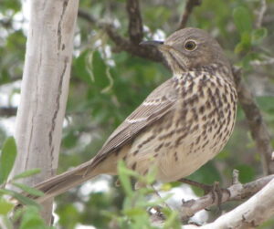 Sage Thrasher by Lora Reynolds