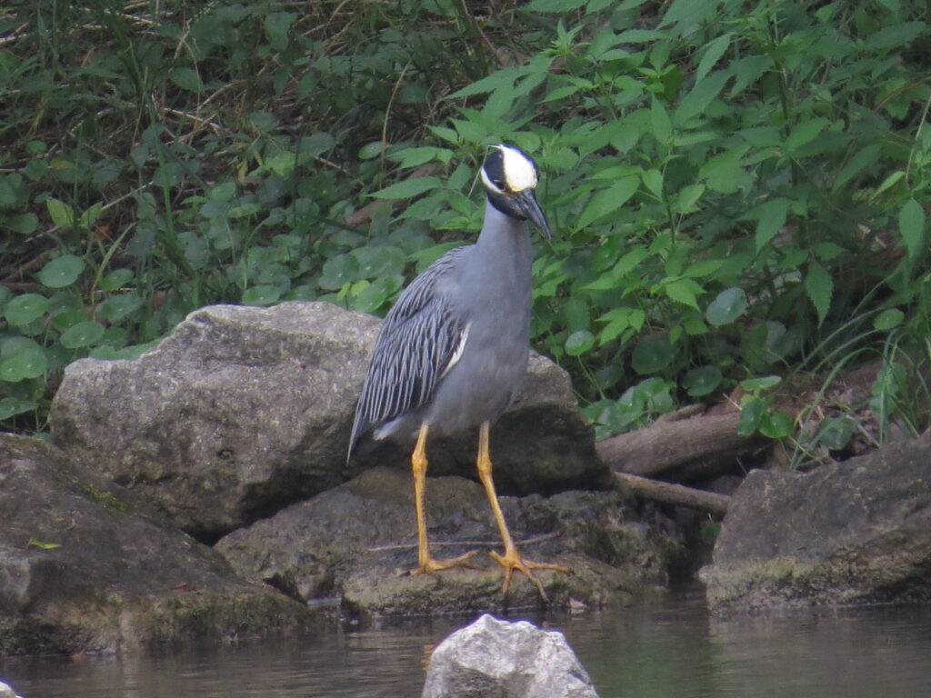 Yellow-crowned Night-Heron