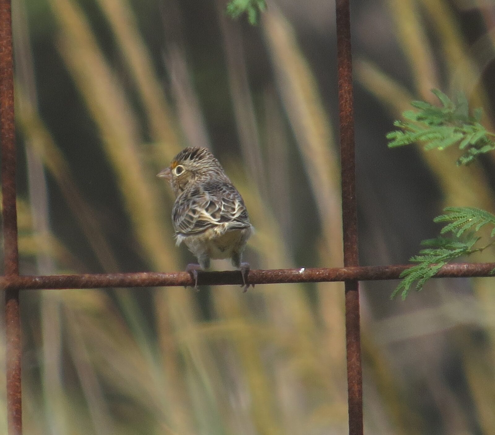 Grasshopper Sparrow, Hardberger Park