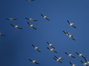 American White Pelicans
