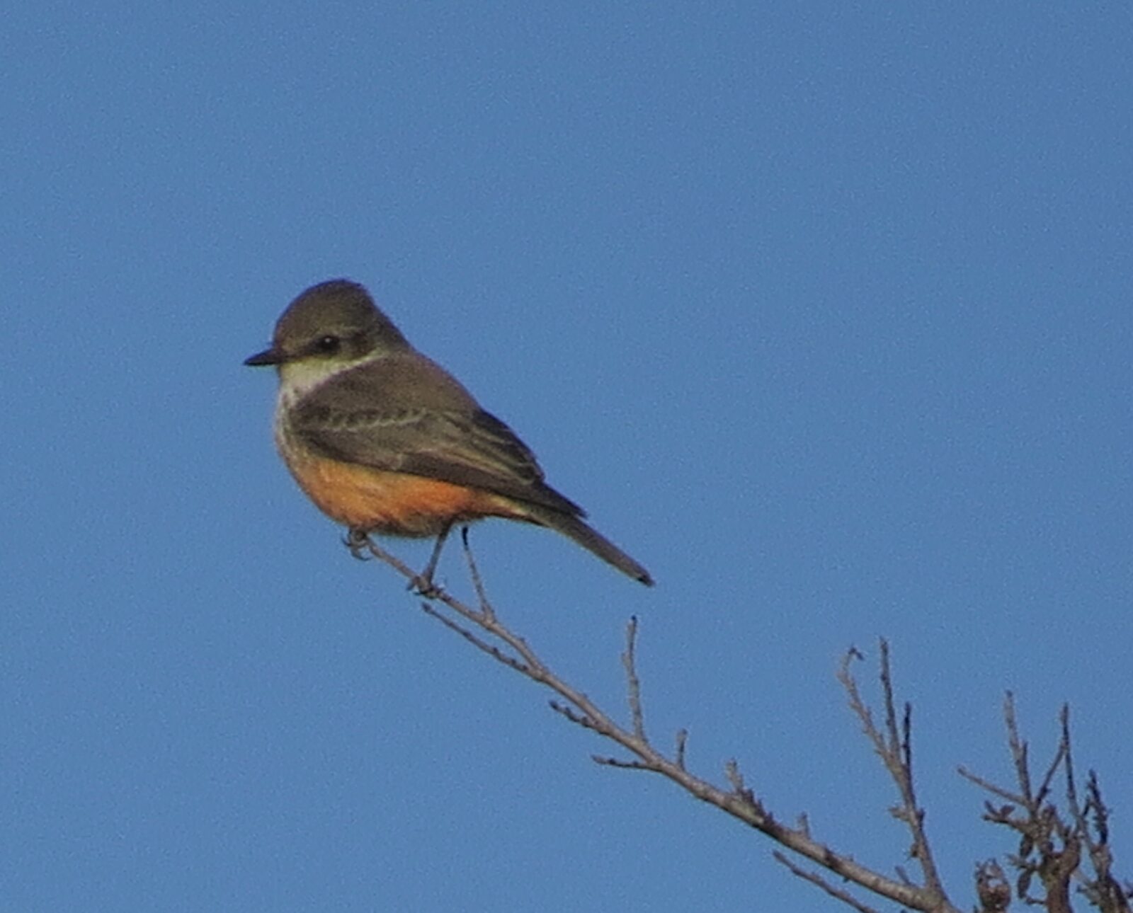 Vermilion Flycatcher