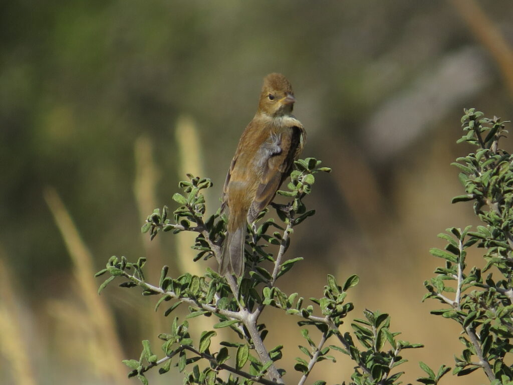 Indigo Bunting