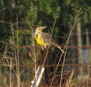 Western Meadowlark