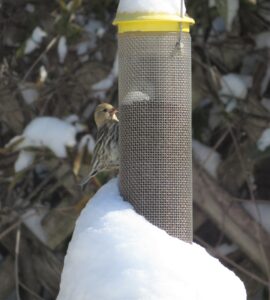 Pine Siskin on thistle feeder