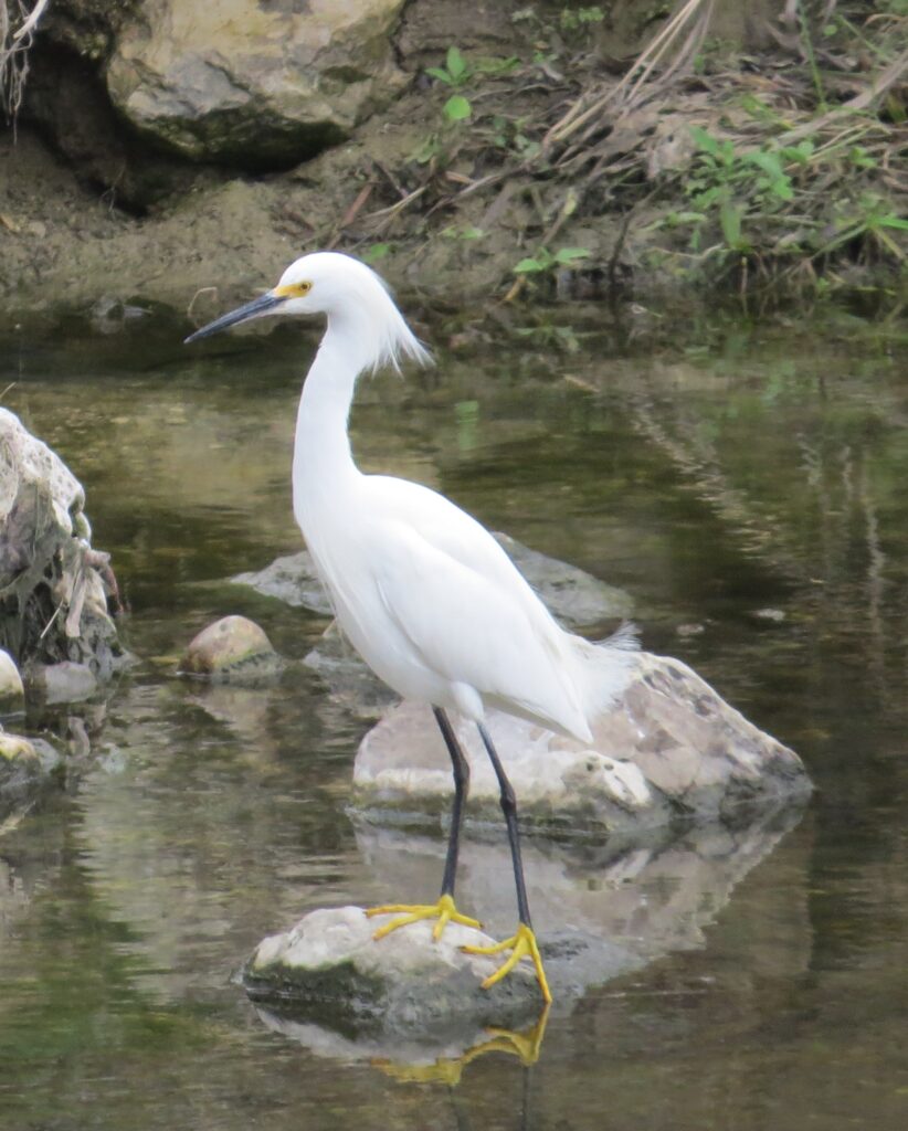 Snowy Egret