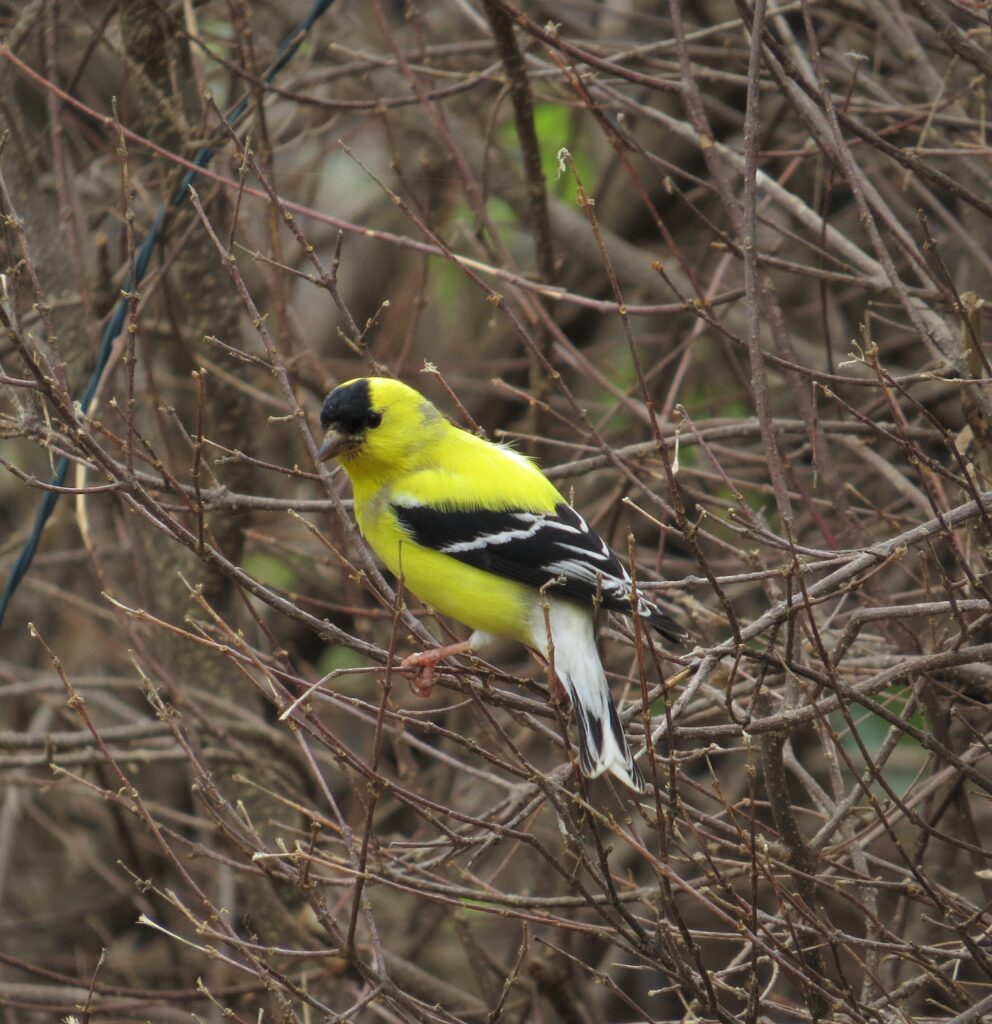 American Goldfinch