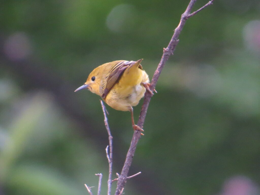 Yellow Warbler