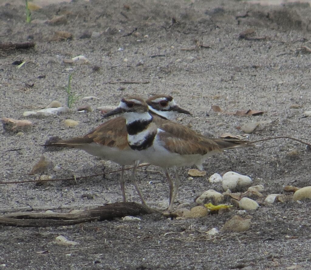 Killdeer