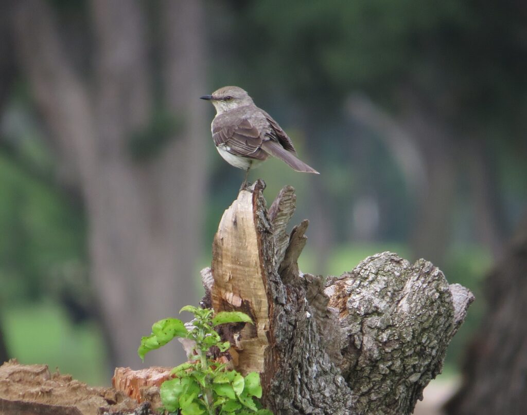 Northern Mockingbird