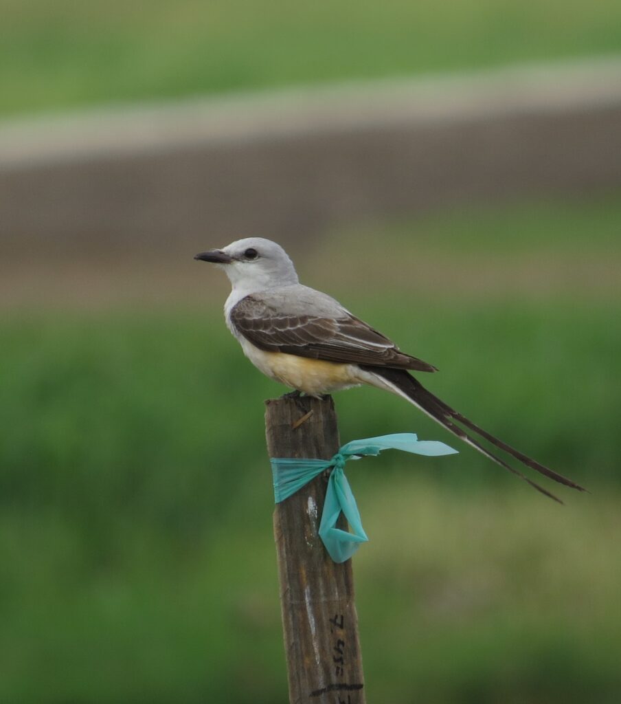 Scissor-tailed Flycatcher