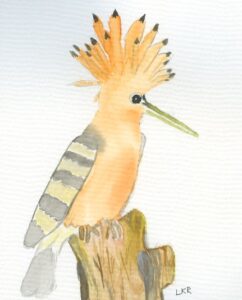 Hoopoe