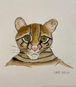Ocelot