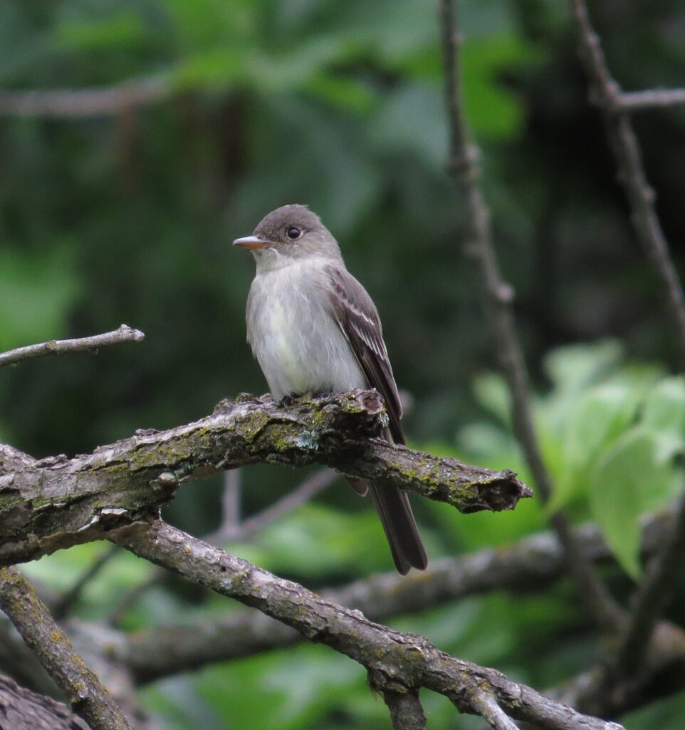 Eastern Wood-Pewee