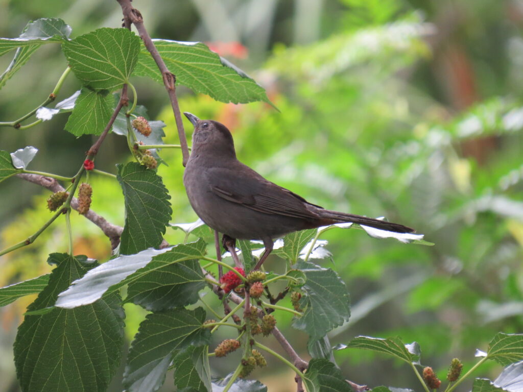 Gray Catbird