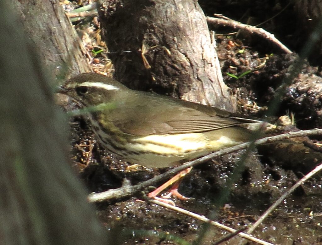 Louisiana Waterthrush