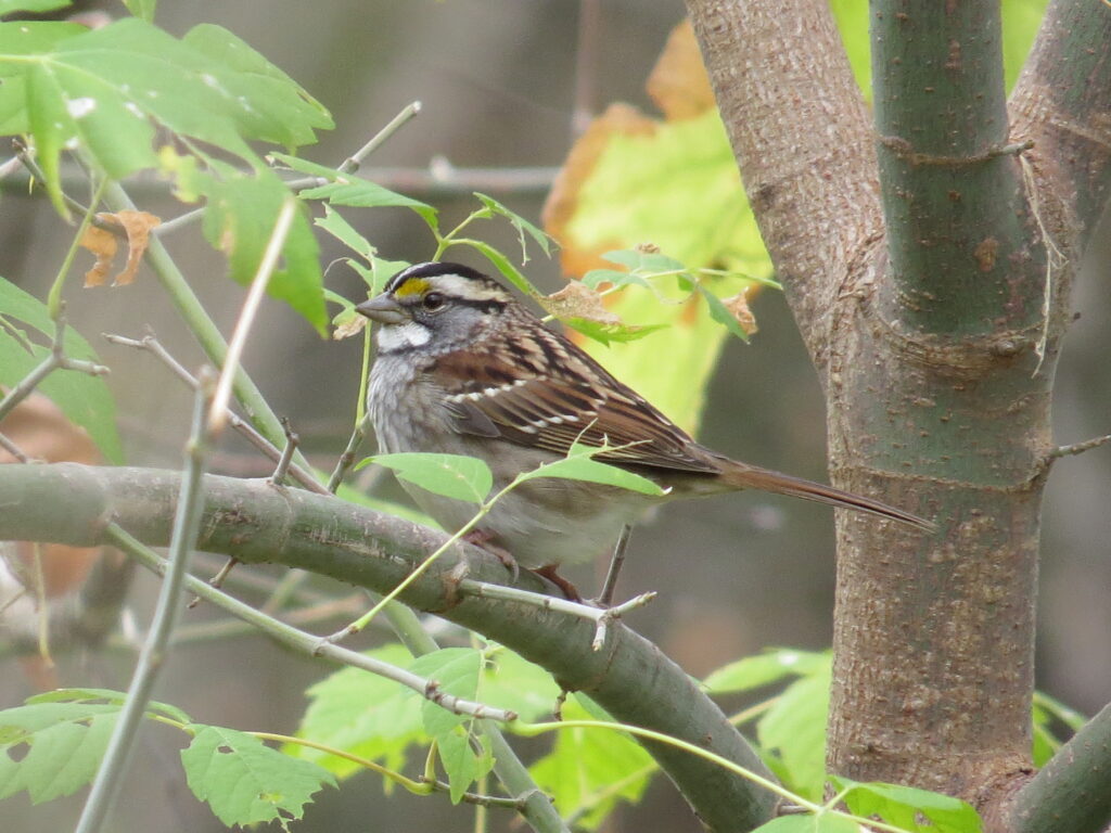 White-throated Sparrow