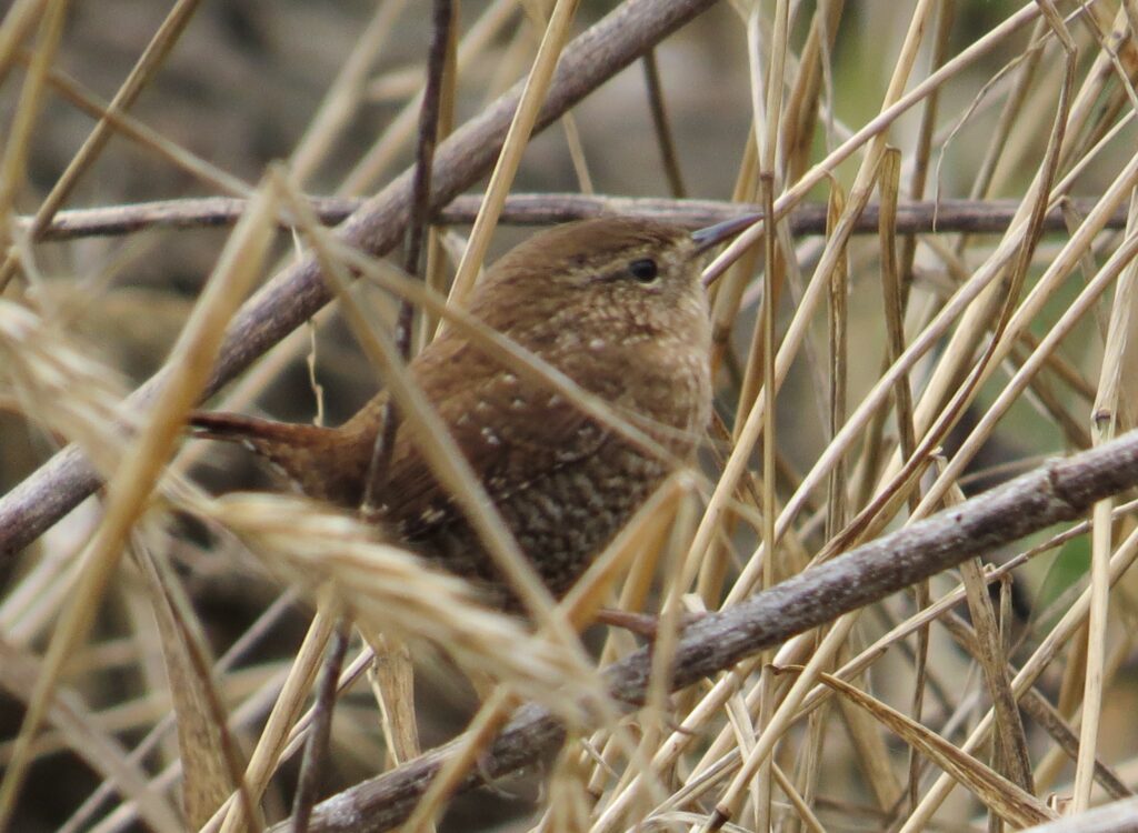 Winter Wren