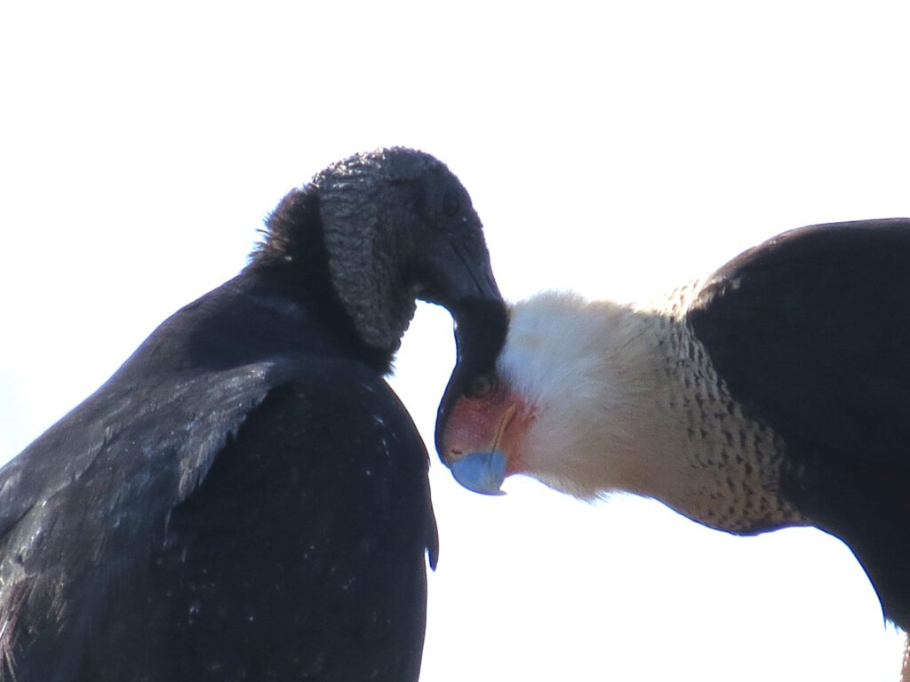 Black Vulture allopreening Crested Caracara Phil Hardberger Park San Antonio