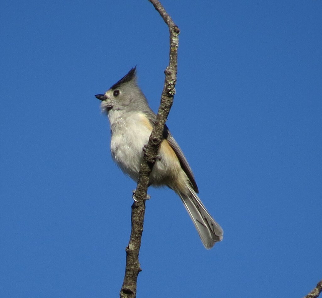 Black-crested Titmouse at San Antonio Botanical Garden