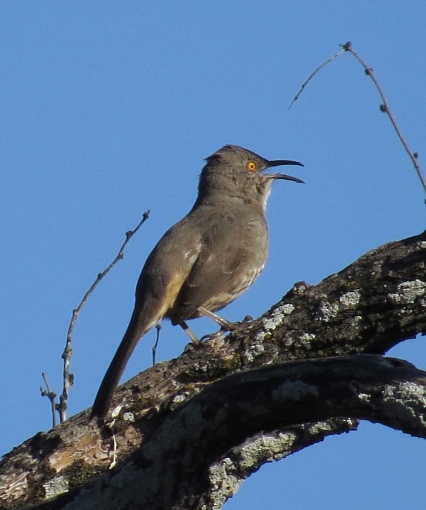 Curve-billed Thrasher at San Antonio Botanical Garden