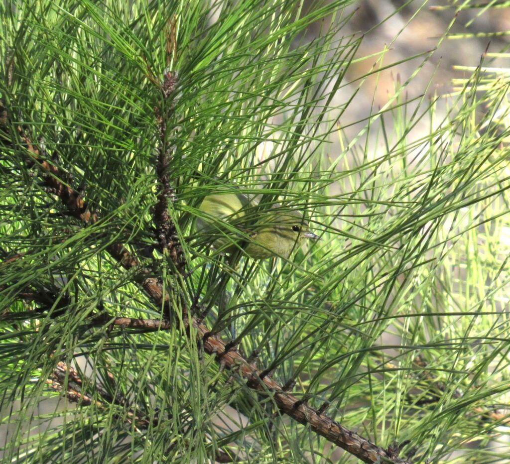 Orange-crowned Warbler at San Antonio Botanical Garden