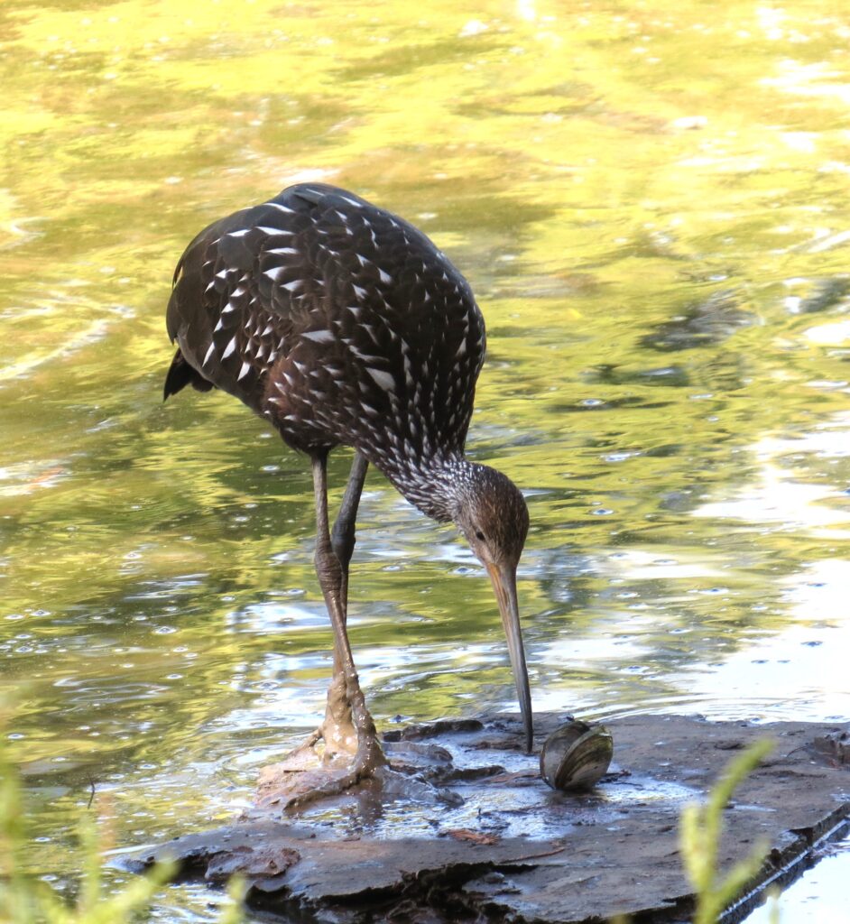 Limpkin Eating Mussel