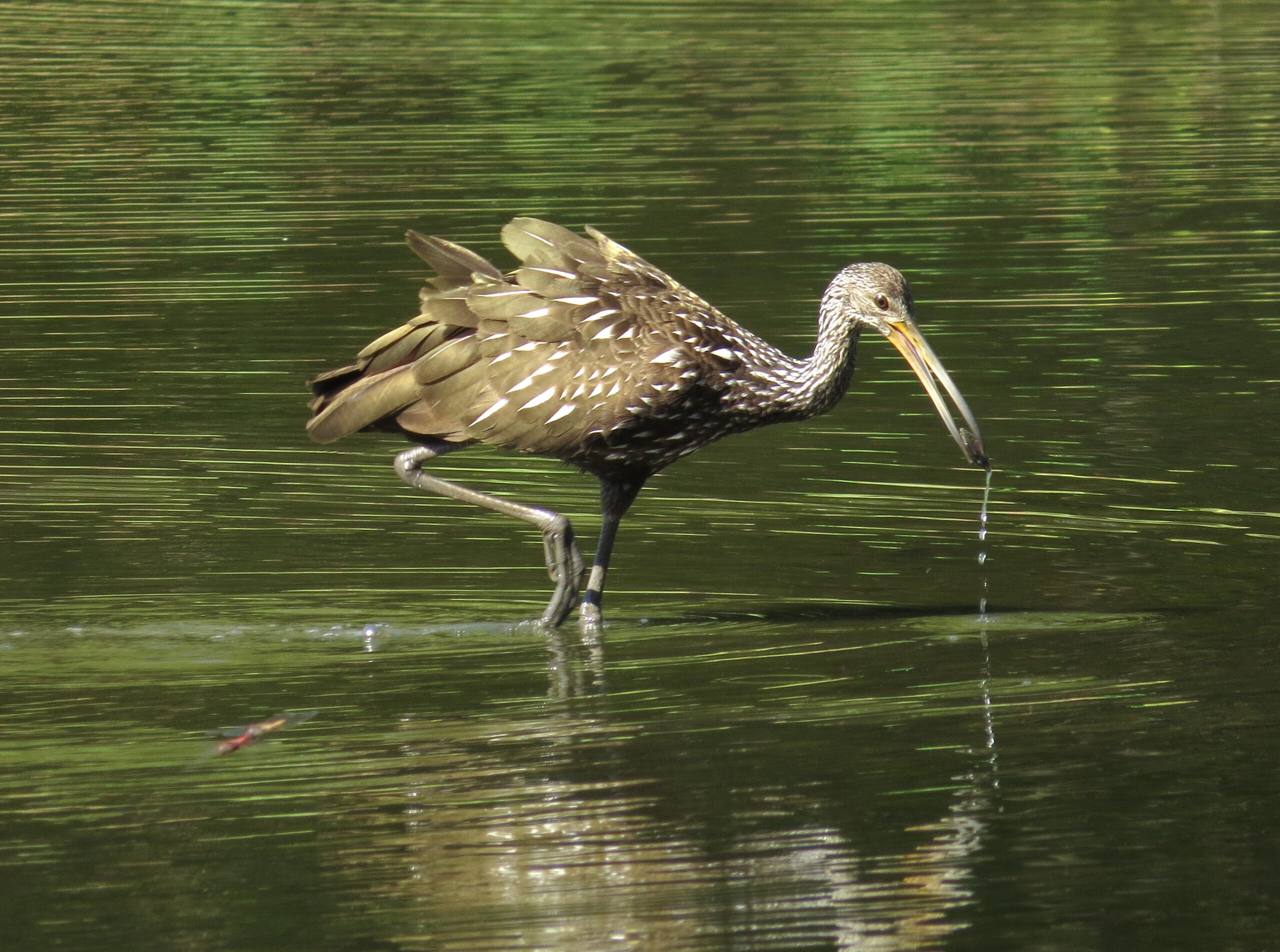Limpkin
