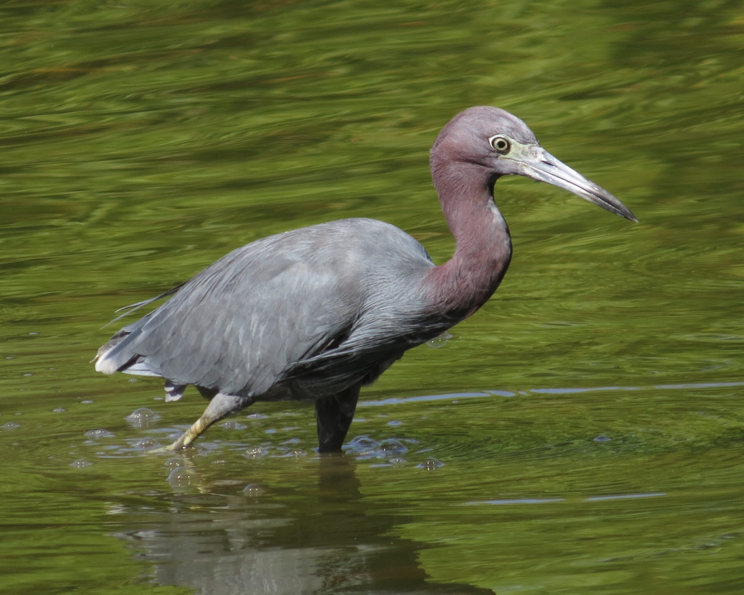 Little Blue Heron