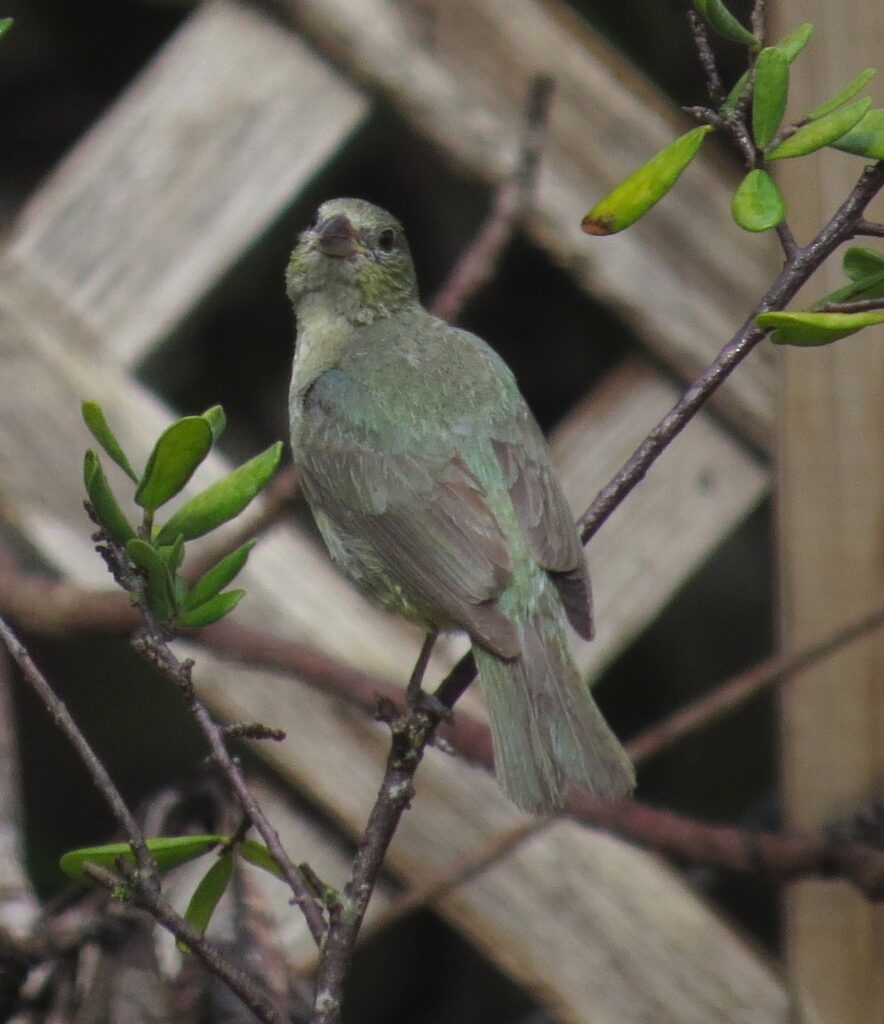 Female Painted Bunting