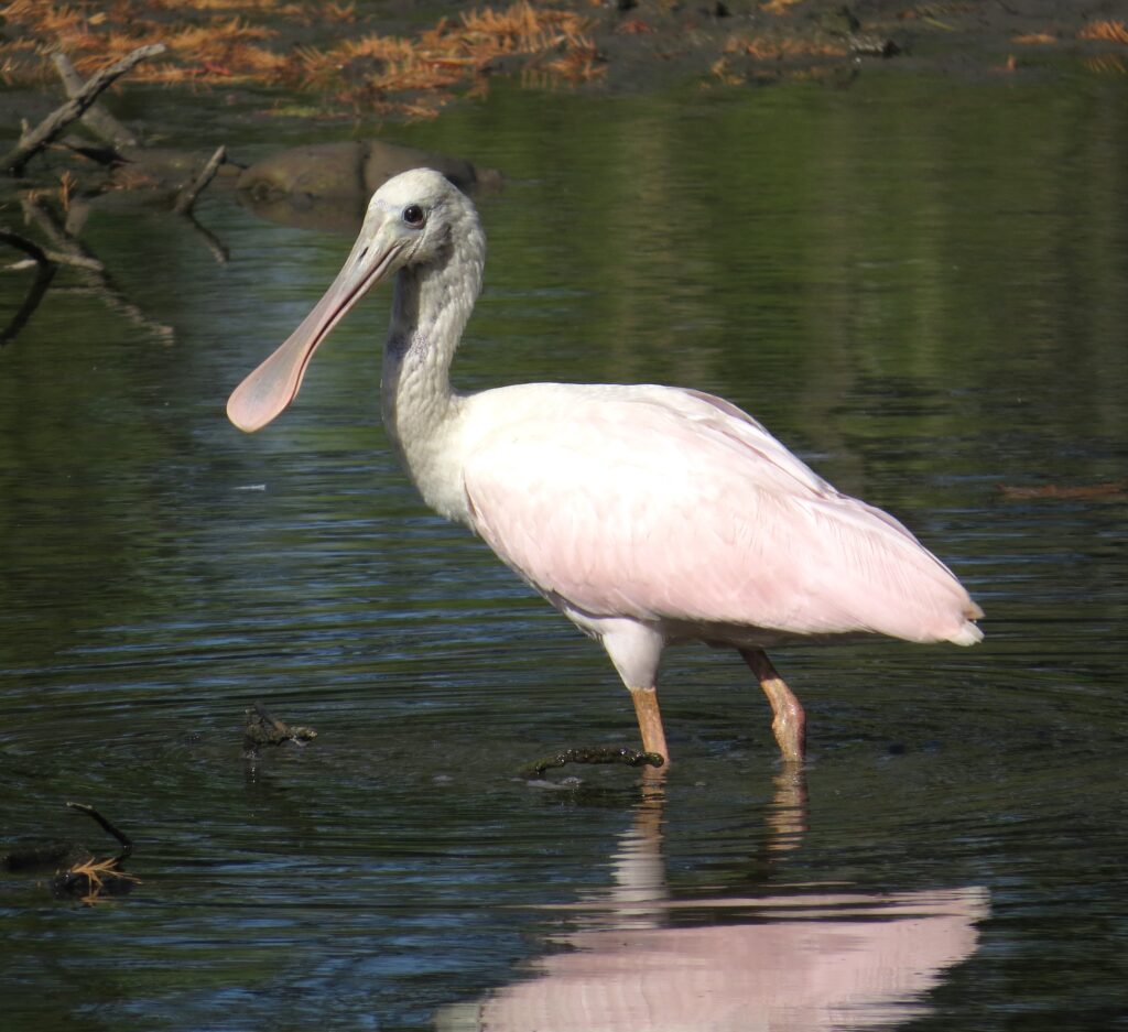 Juvenile Roseate Spoonbill