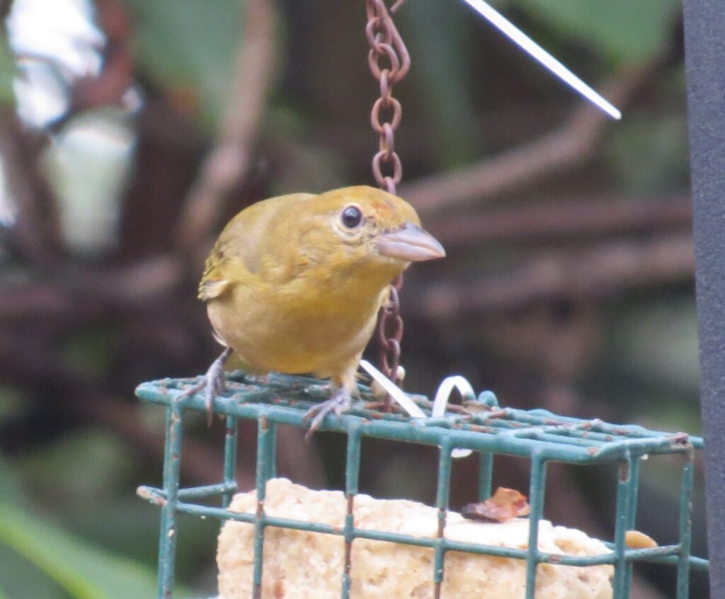 Female Summer Tanager